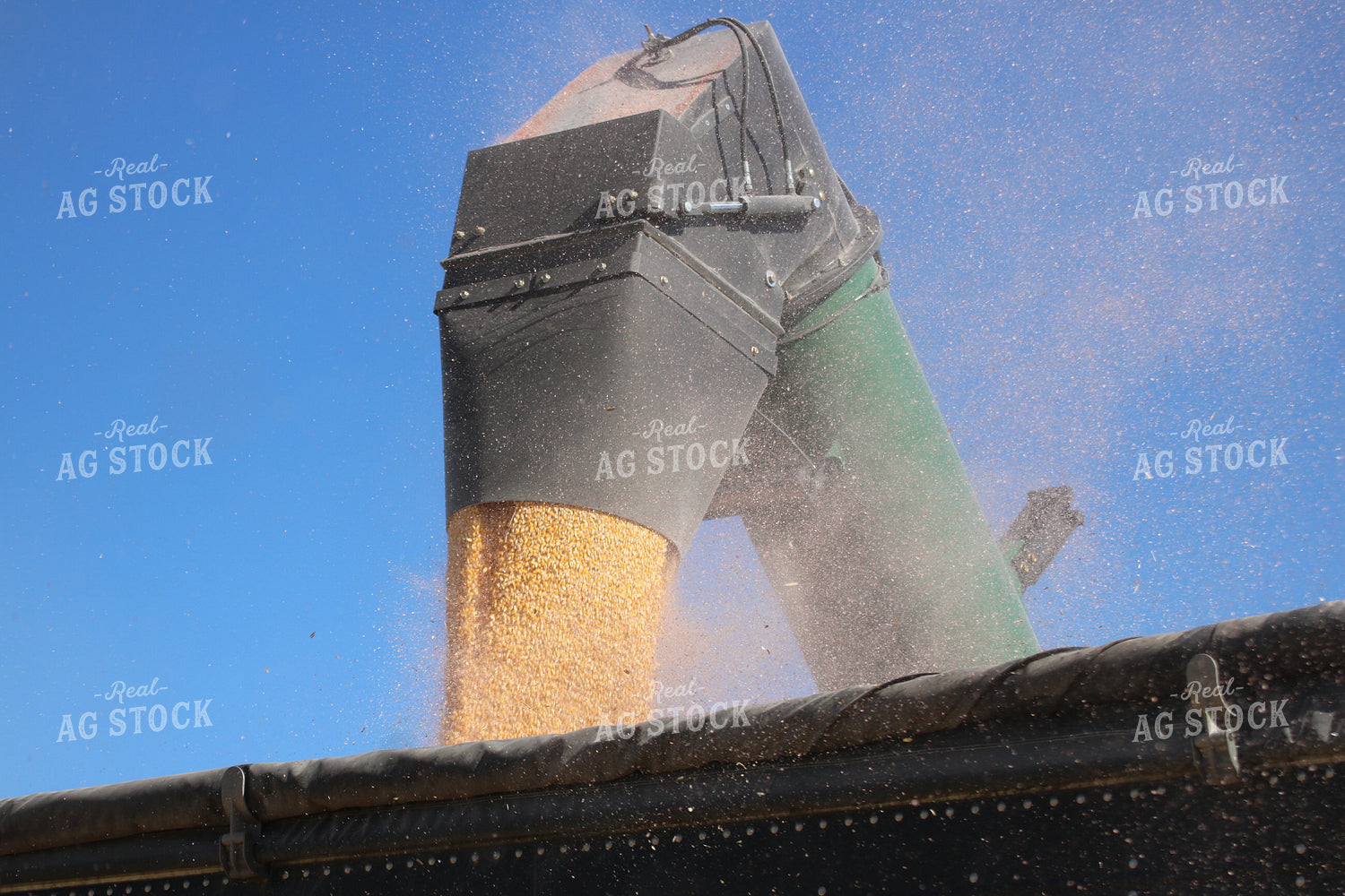 Corn Harvest 82134