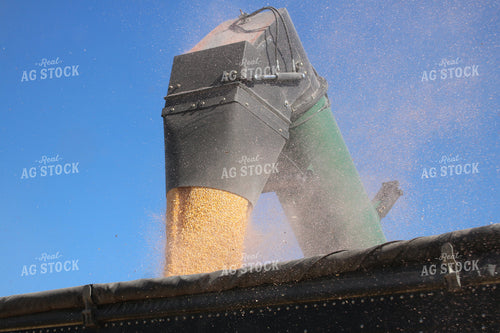 Corn Harvest 82134
