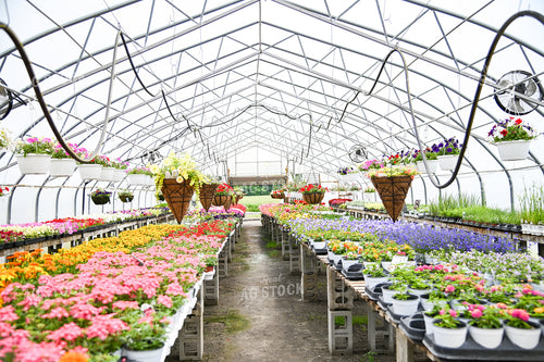 Flowers in Greenhouse 90052