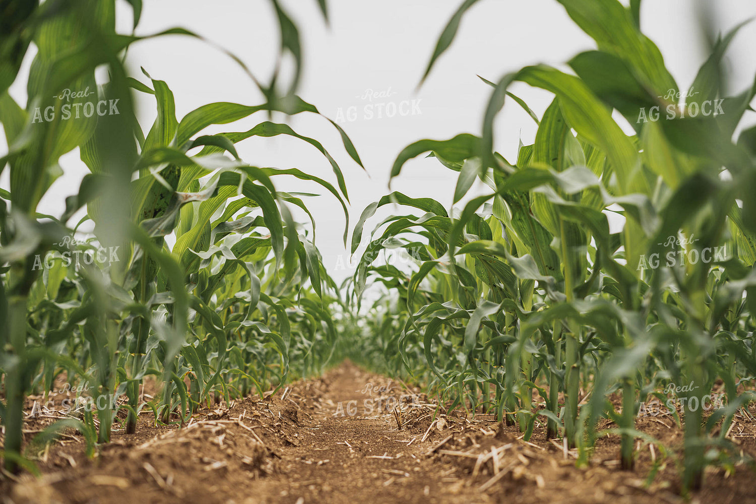 Early Season Corn 91076