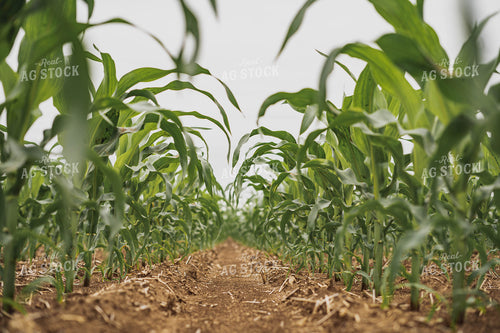 Early Season Corn 91076