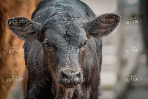 Angus Cow Head 78076