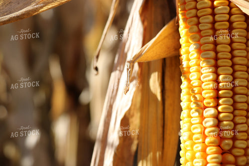 Dried Corn in Field 299103