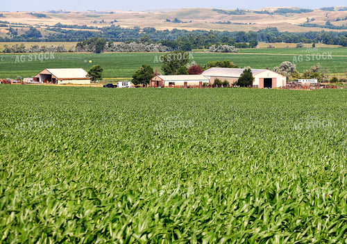 Farmyard and Mid-Season Corn 141652