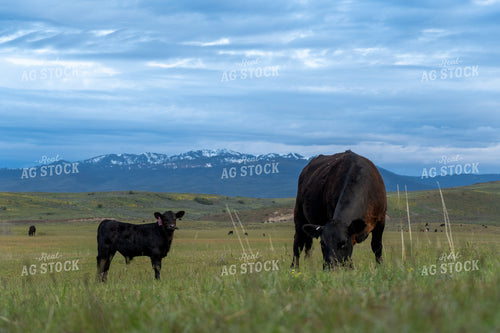 Black Cow and Calf Grazing in Scenic Mountain Meadow Landscape 65219