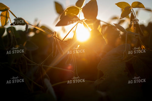Soybeans - Mid-Season 1504