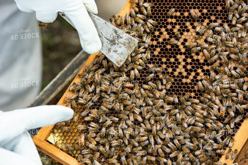 Harvesting Honey 161059