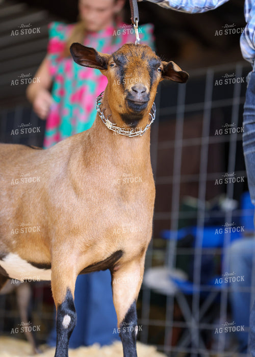 Showing Goats 160101