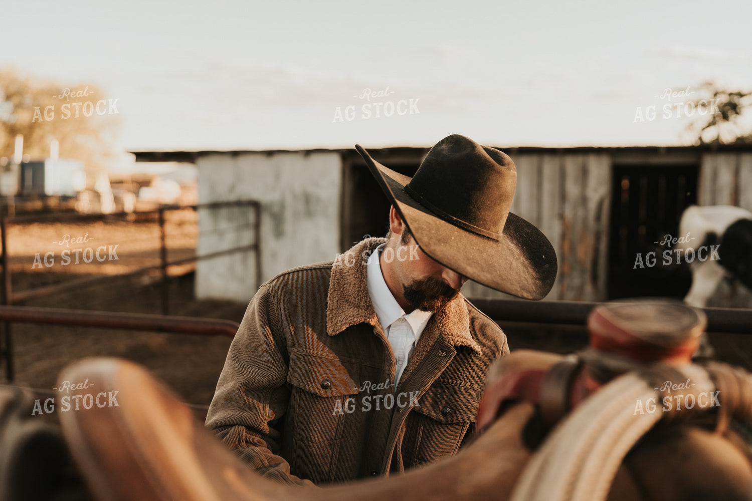 Cowboy Saddling Horse 61180