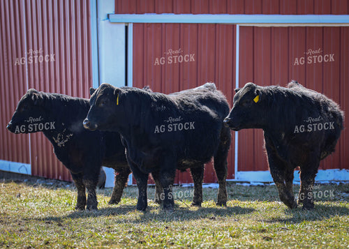 Cattle on Pasture 160064