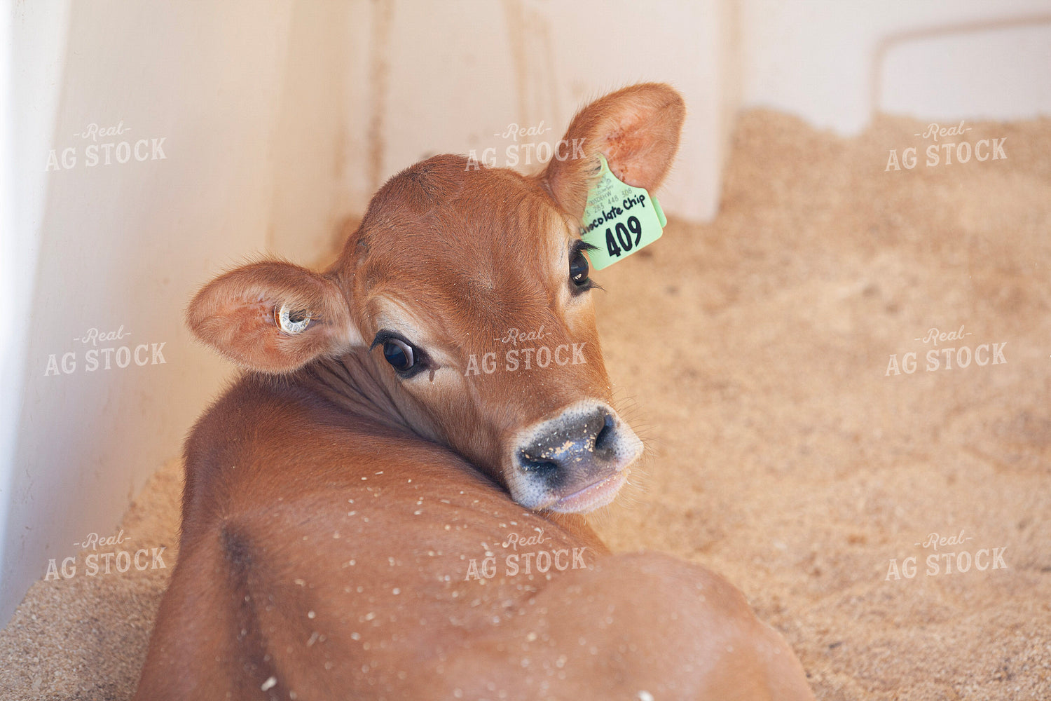 Jersey Calf 132216