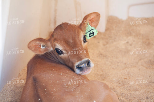 Jersey Calf 132216