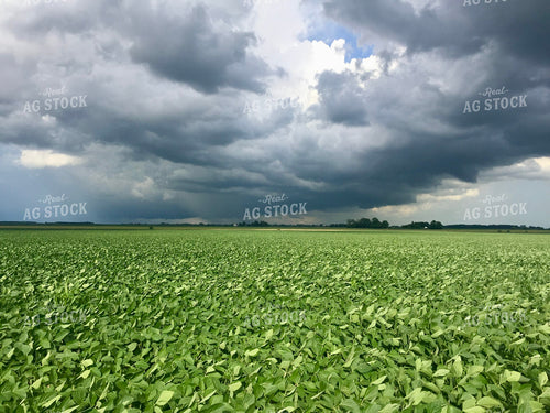 Midseason Soybeans 277015
