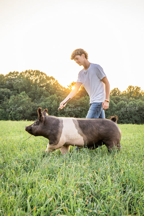 Farm Kid with Show Pig 270092