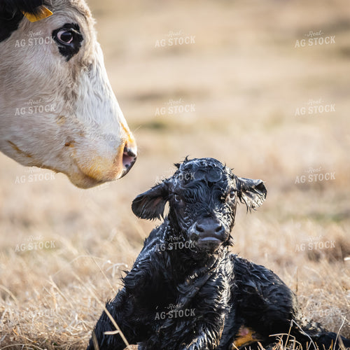 Freshly Born Calf and Mother Cow in Pasture 138022