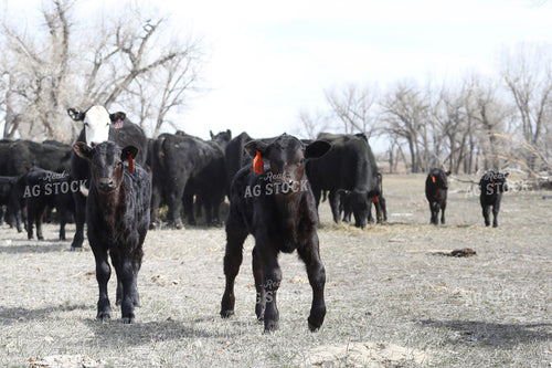 Angus Calves 117198