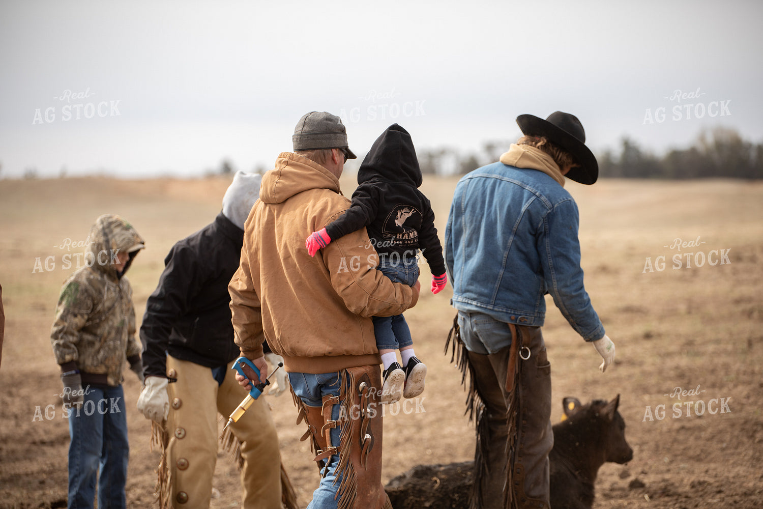 Vaccinating Cattle 190014