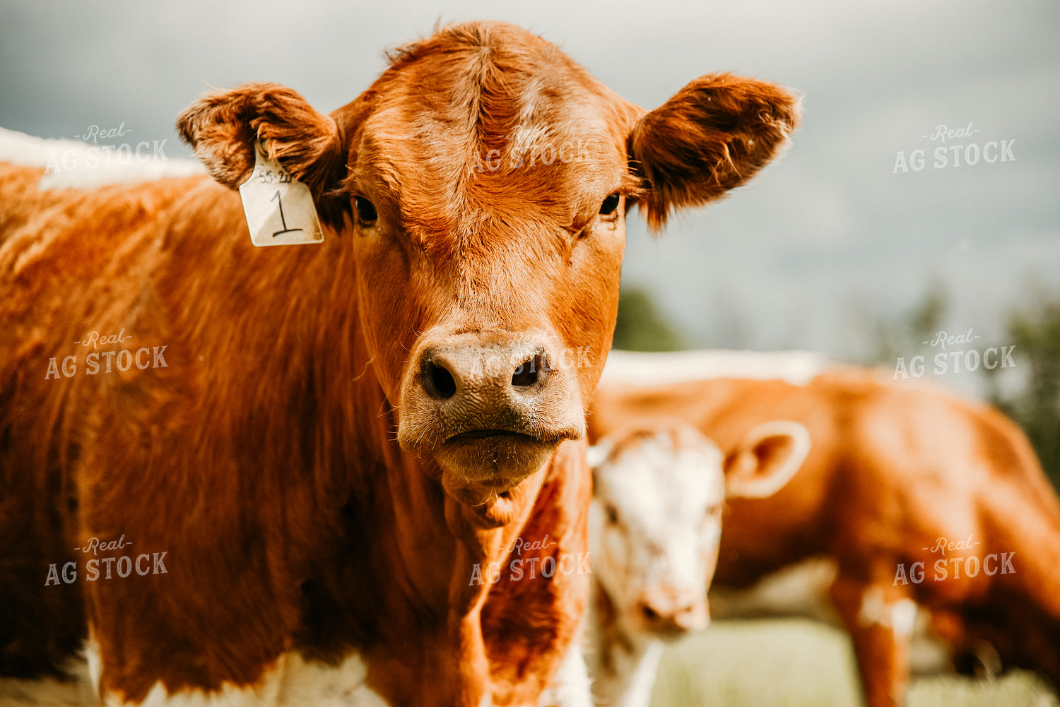 Cattle in Pasture 64132