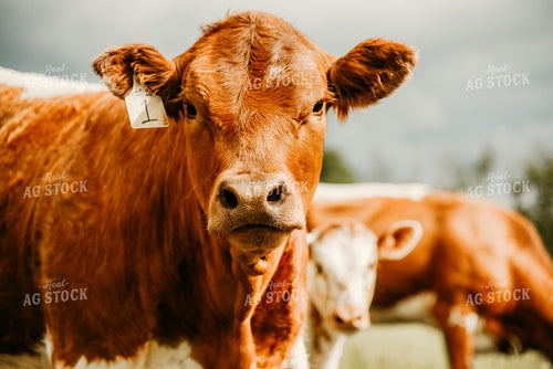 Cattle in Pasture 64132