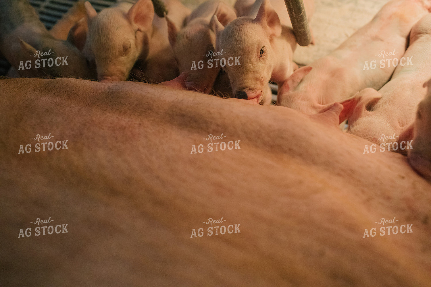 Piglets and Sow in Farrowing Stall 3246