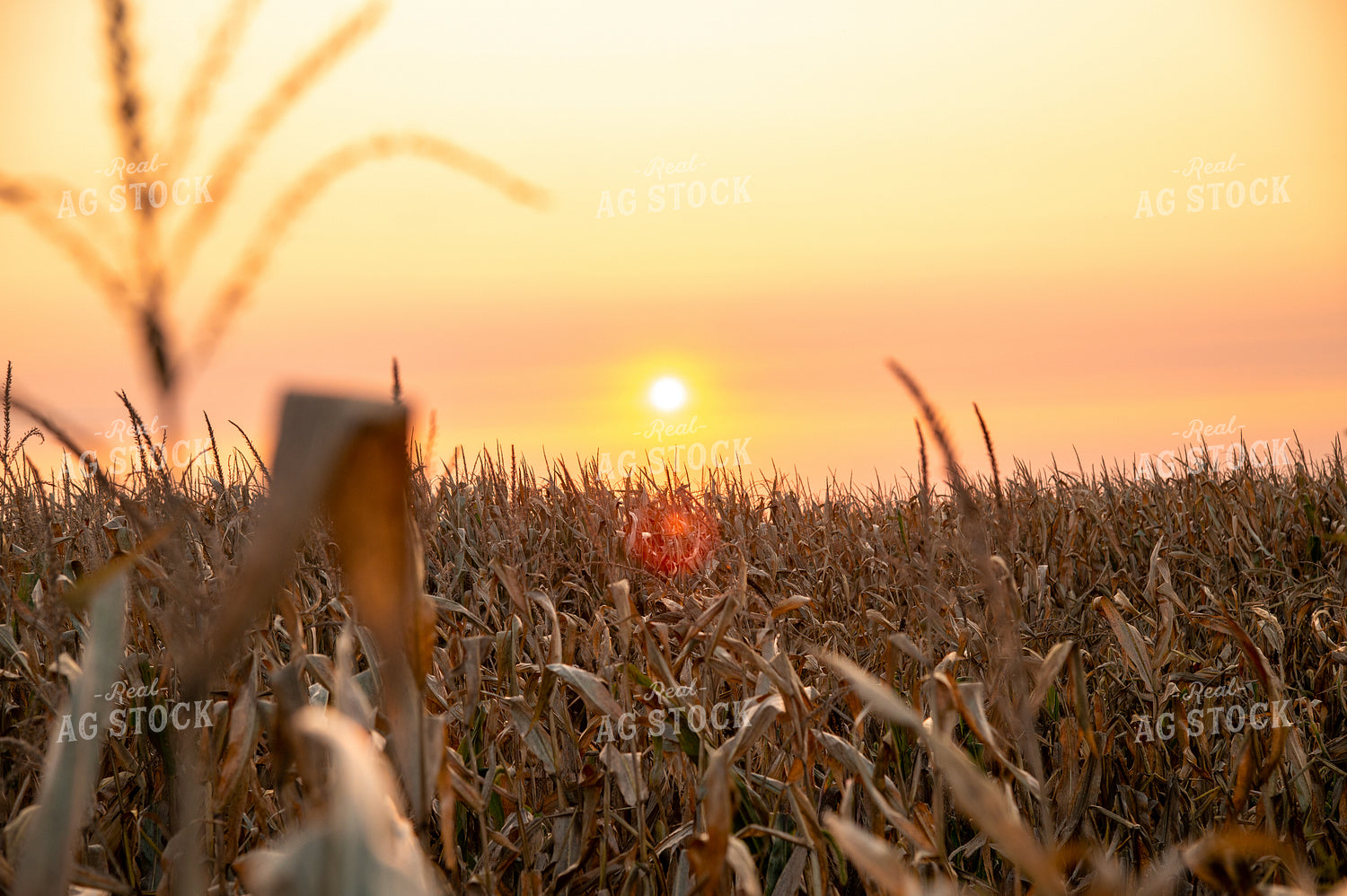 Dried Corn Tassels at Sunset 25466