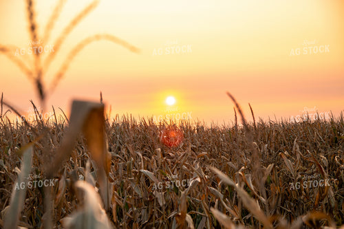 Dried Corn Tassels at Sunset 25466