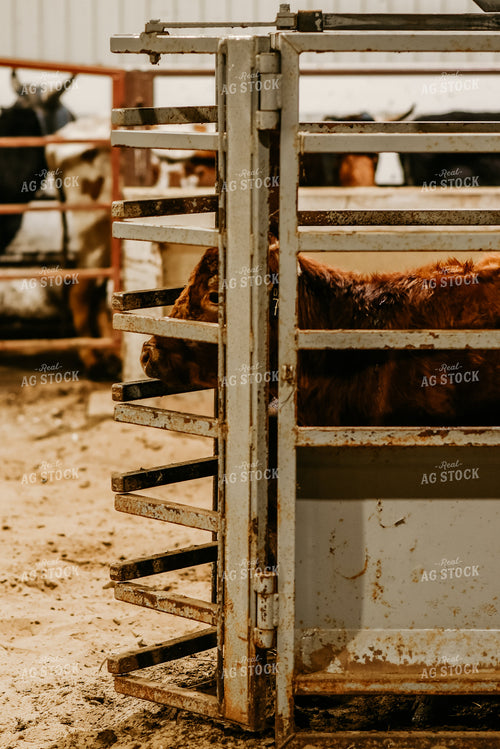 Red Angus Cow in Stall 64204