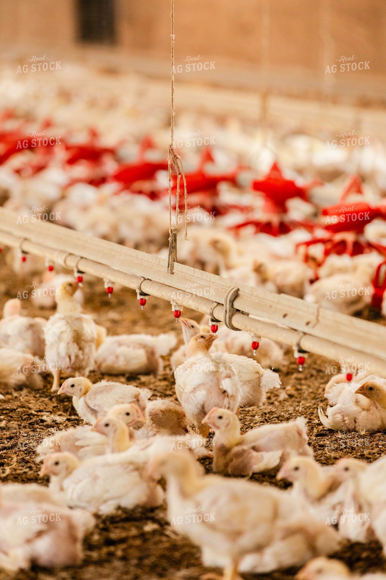 Broiler Chickens in Barn 280024