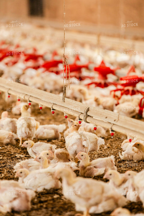 Broiler Chickens in Barn 280024