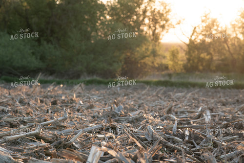 Corn Stalks in Field 76099