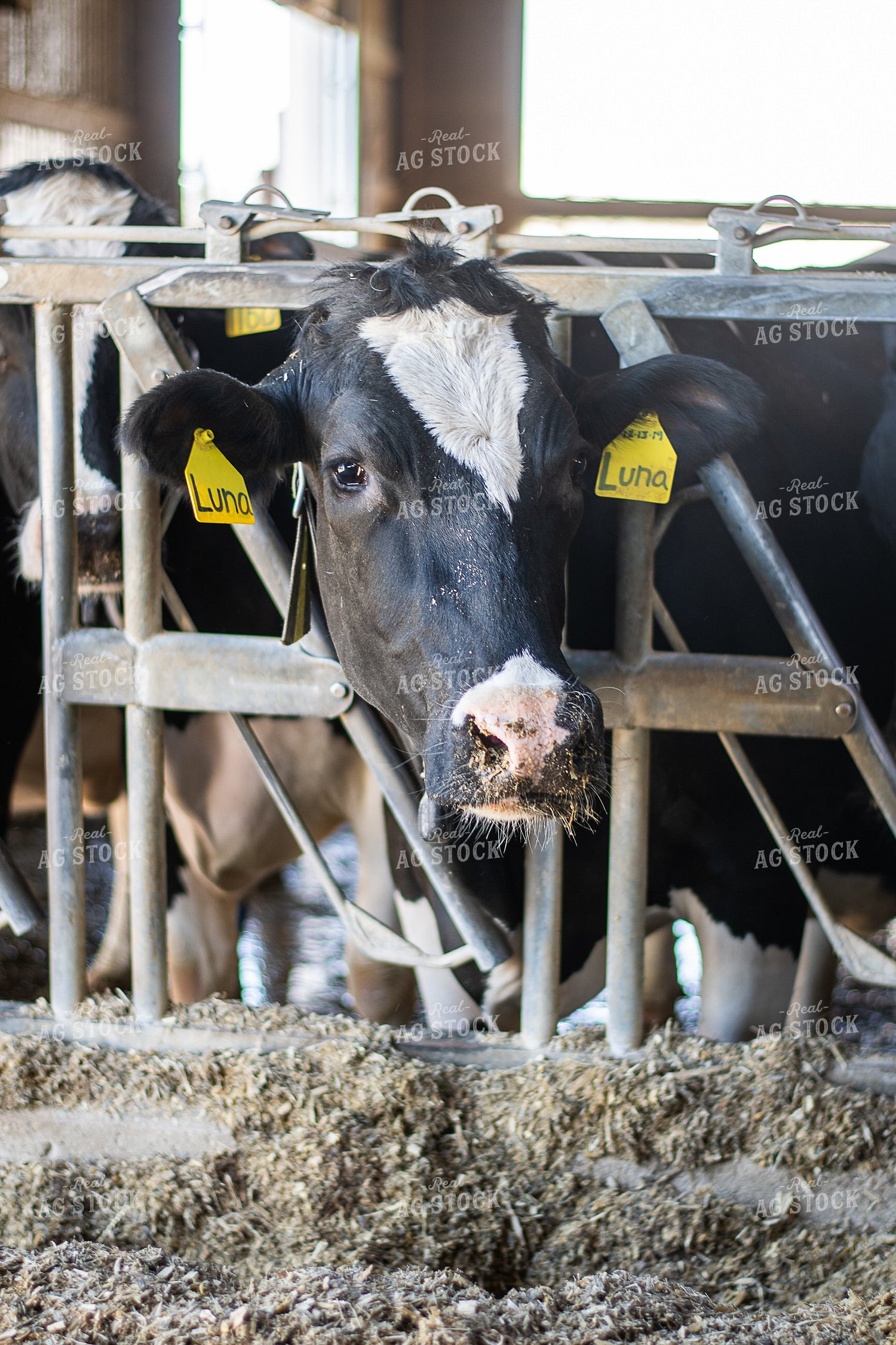 Holstein Cattle 50485