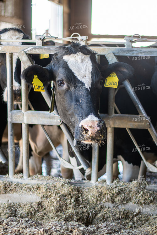 Holstein Cattle 50485