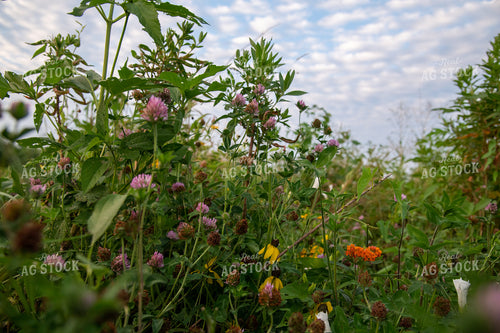 Wildflowers on CRP Land 25021