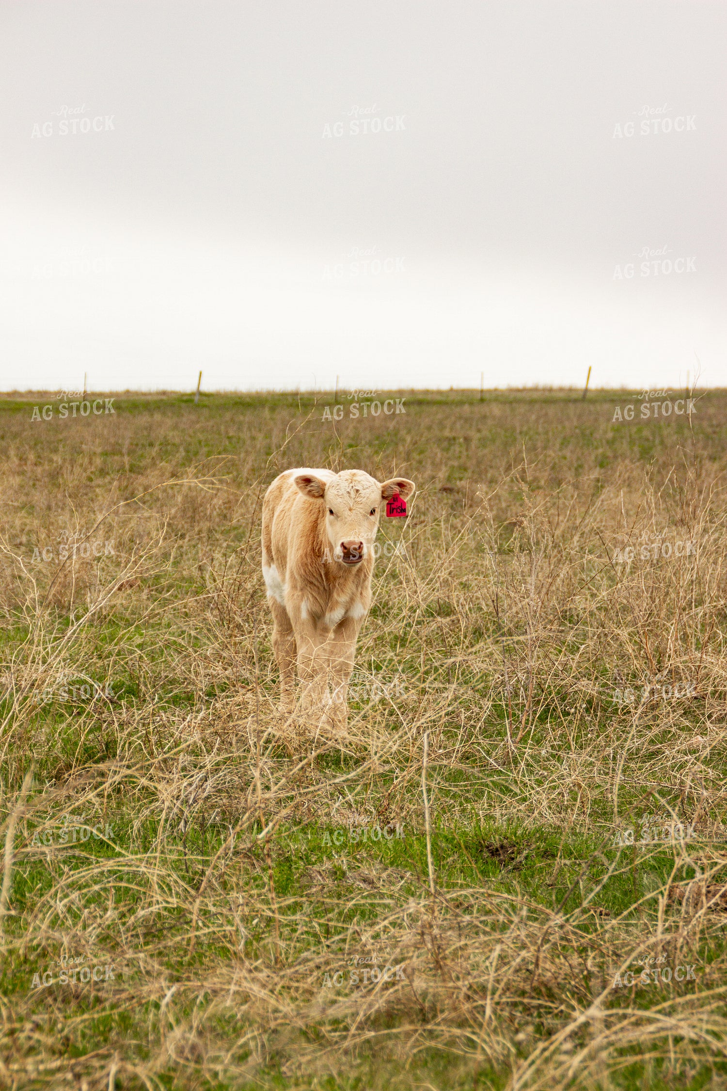 Calf 155132