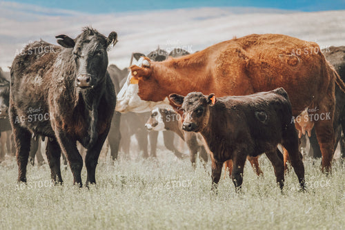 Cattle in Pasture 78082