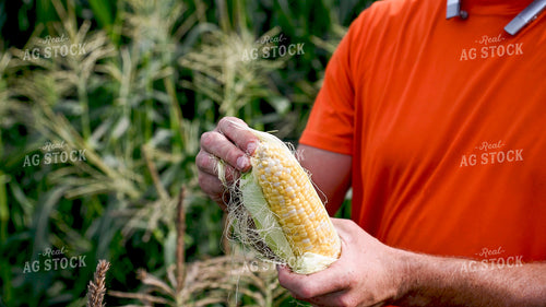 Picking Sweer Corn 25259