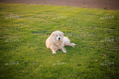Dog Laying in Grass 93128