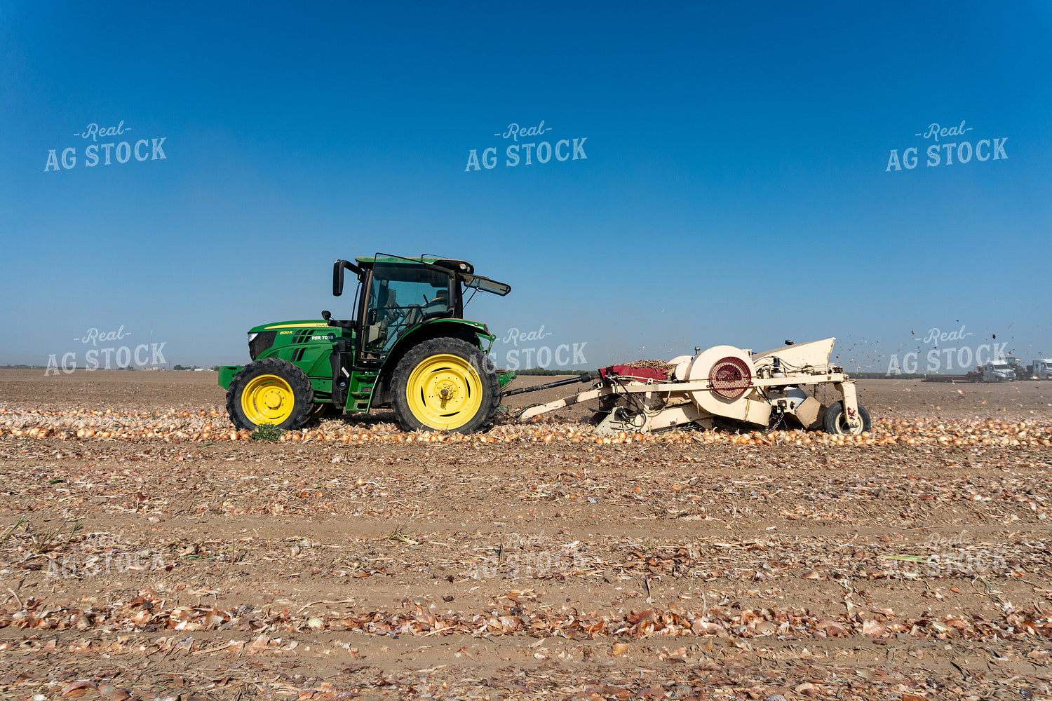 Onion Harvest 276039