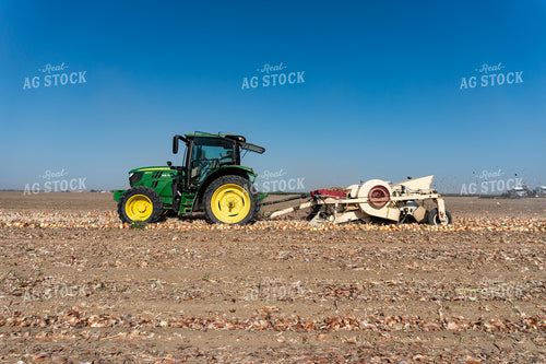 Onion Harvest 276039