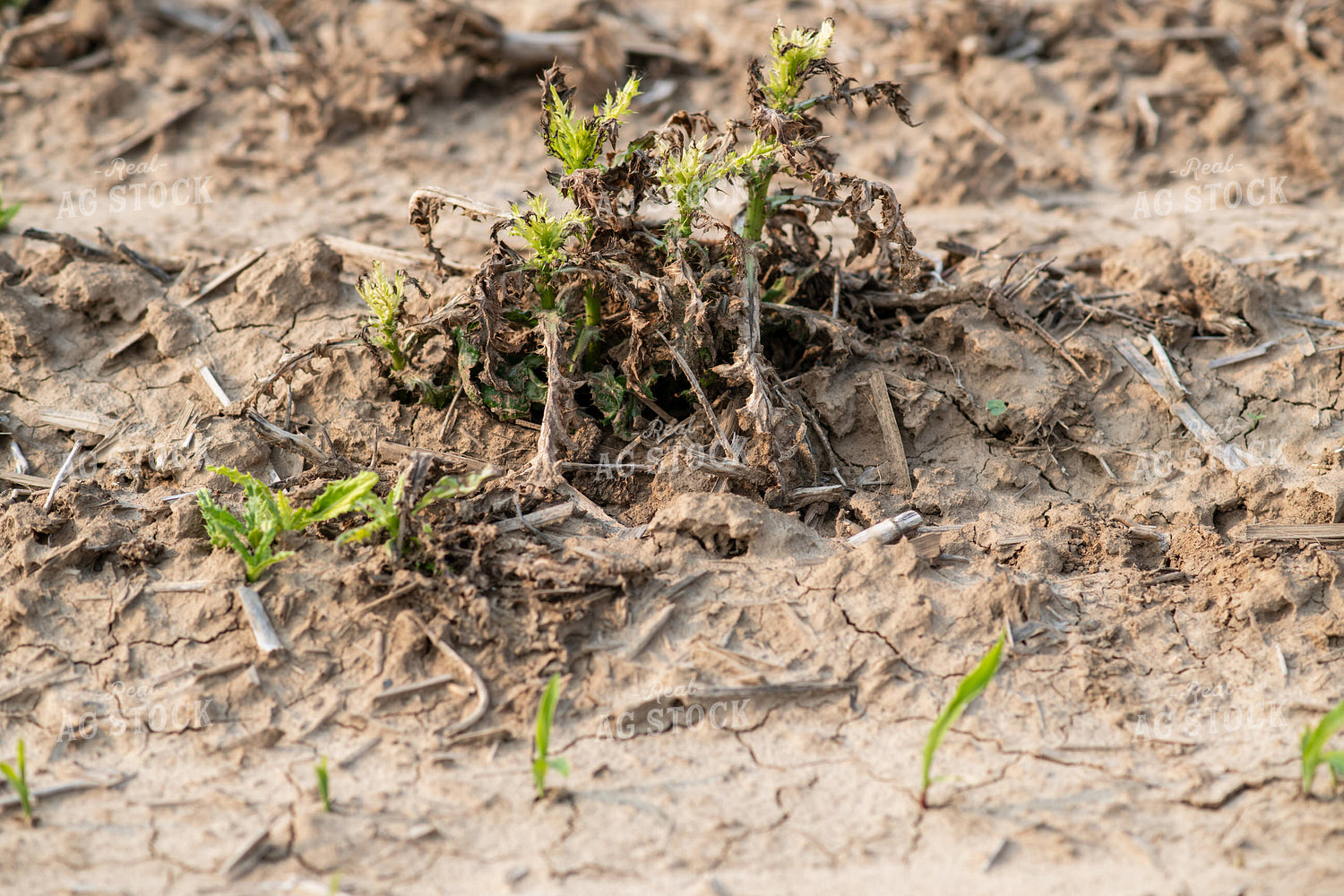 Emerging Corn 76684