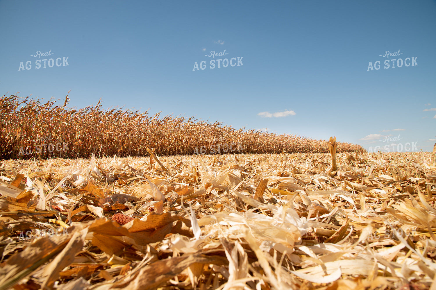 Dried Corn Waiting to be Harvested on a Sunny Day 25898