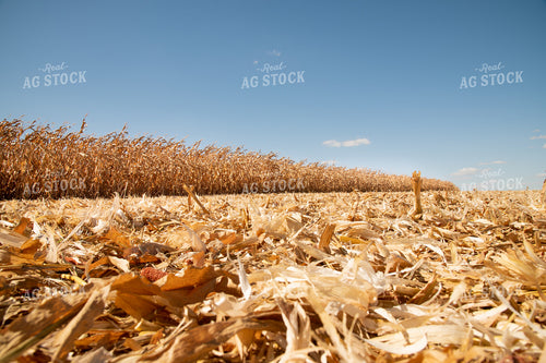 Dried Corn Waiting to be Harvested on a Sunny Day 25898