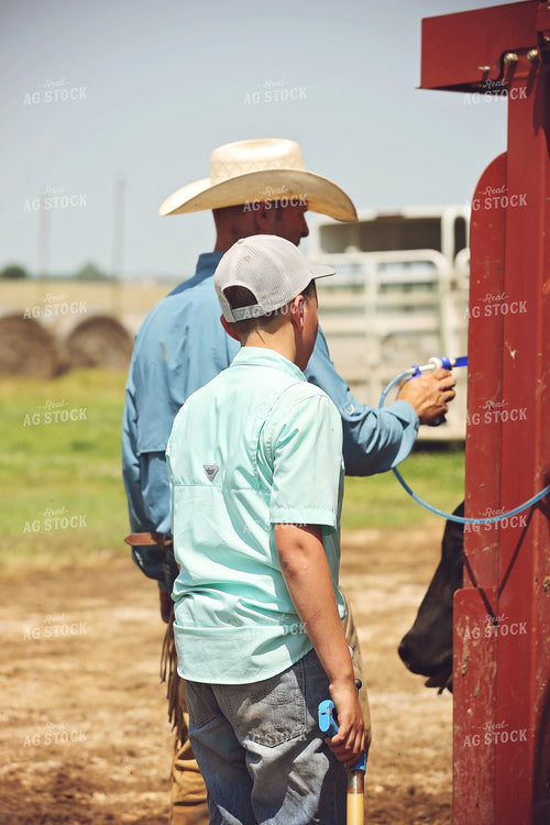 Ranchers Working Cattle 127048
