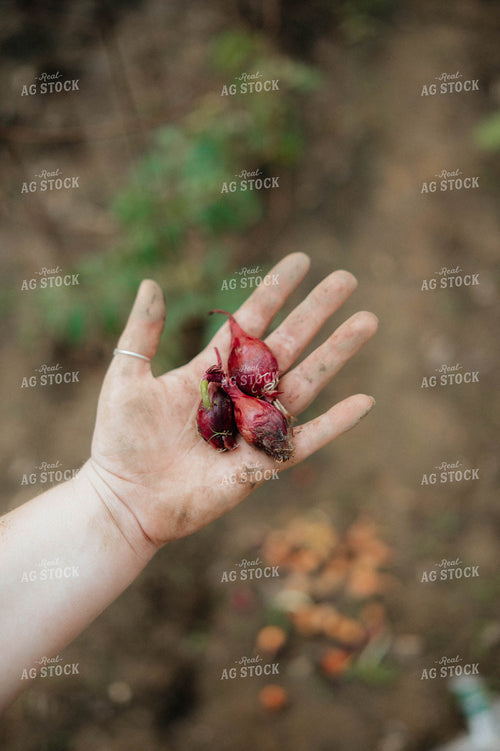 Planting Onions 125254