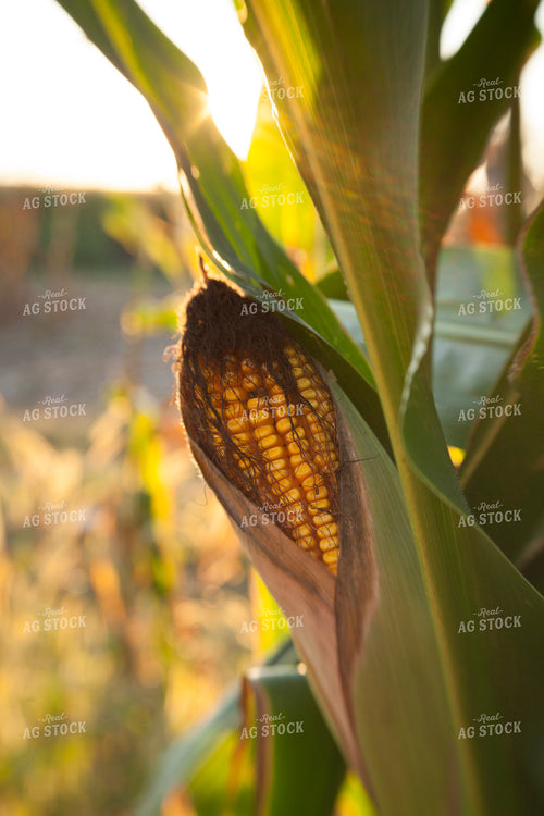 Corn - Mid-Season 1312