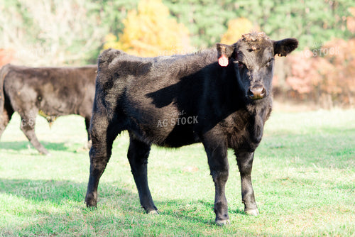 Angus Cow in Pasture 74009
