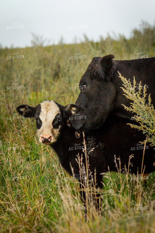 Black Baldy Calf & Cow 155075