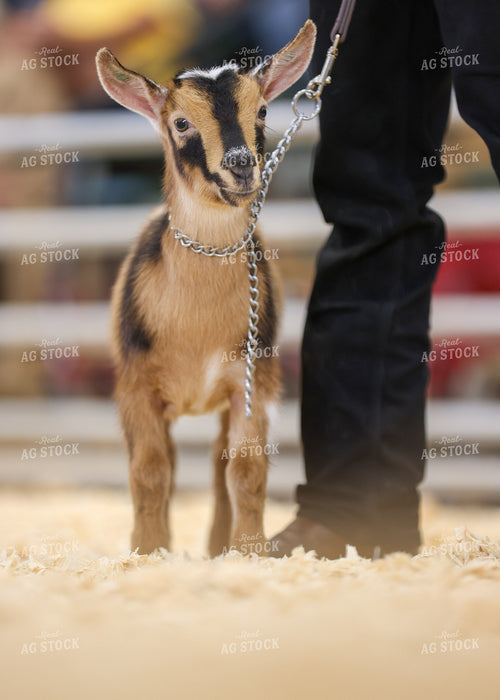 Showing Goats 160279