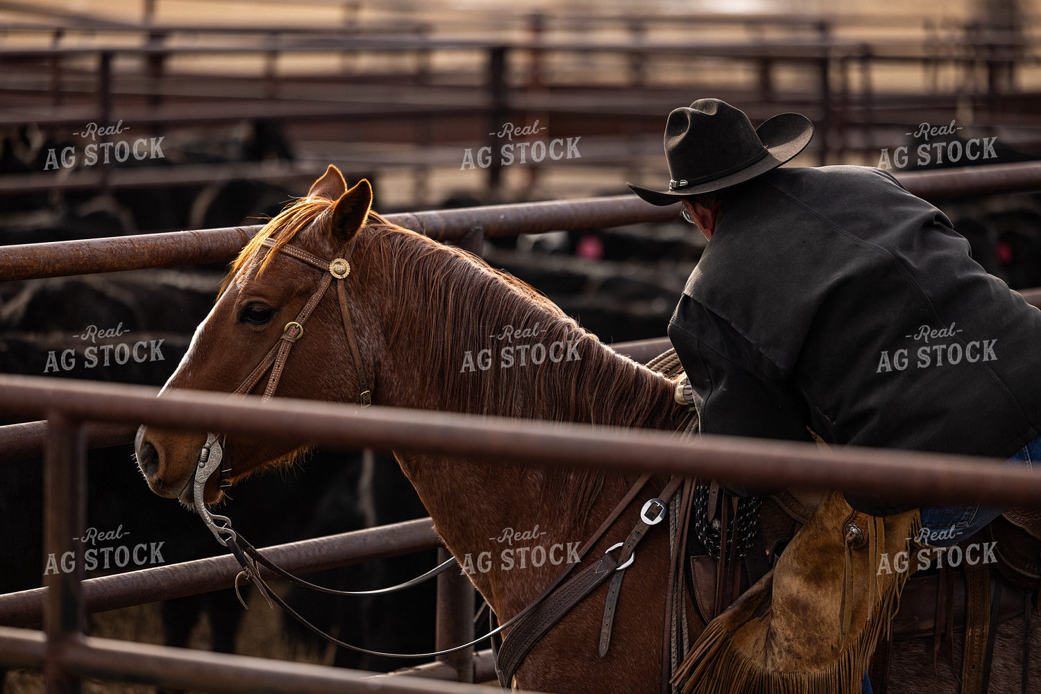 Rancher on Horseback 304035