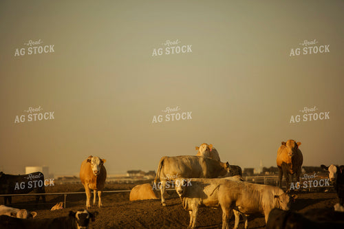 Feedyard Cattle at Sunrise 3839